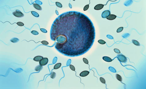 Assisted conception